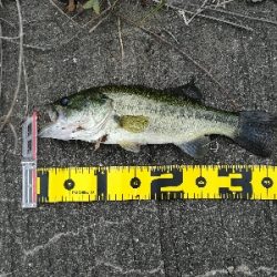 夕マズメラッシュ