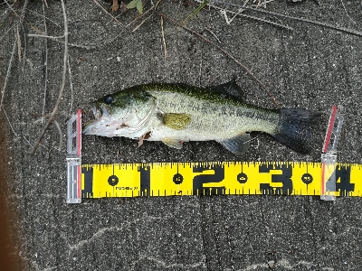 夕マズメラッシュ