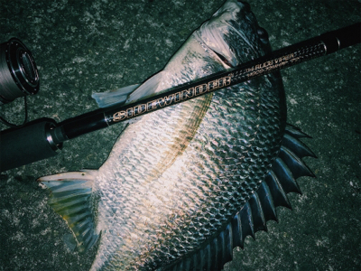 台風後チニング調査