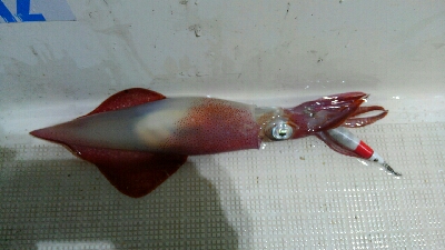 今期初イカメタル