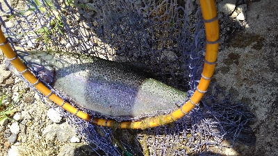 魚の里すぎしま