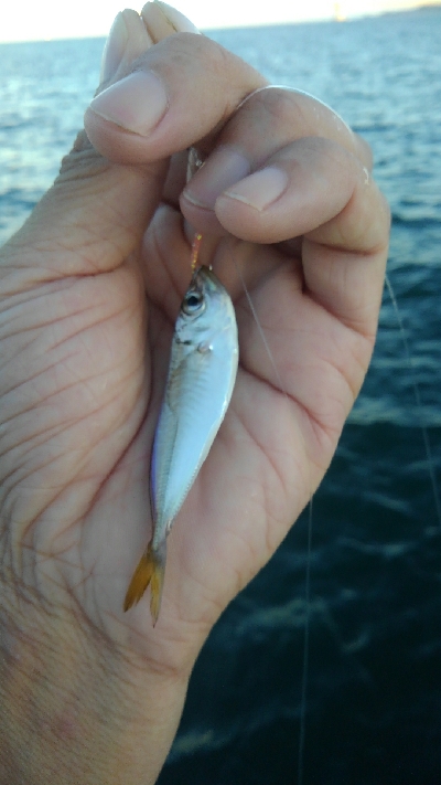 この暑さでゆるい釣り