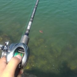 季節外れのコウイカ