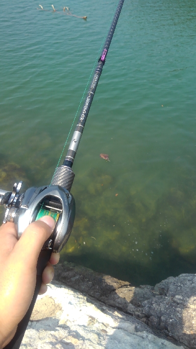 季節外れのコウイカ