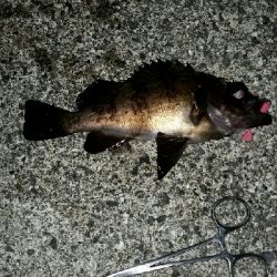 まだ釣れるね～