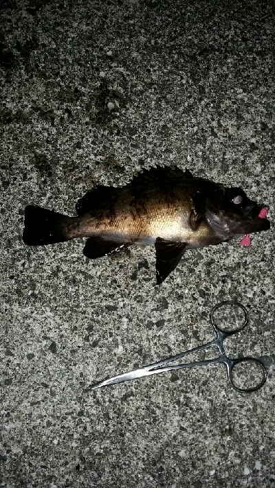 まだ釣れるね～