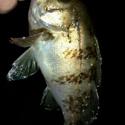 日が沈めば暑さはマシ