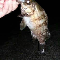 まだまだメバル君