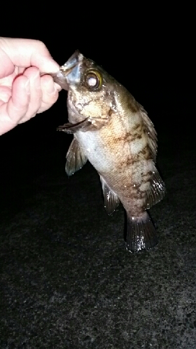 まだまだメバル君