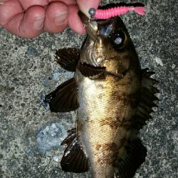 まだまだいるね