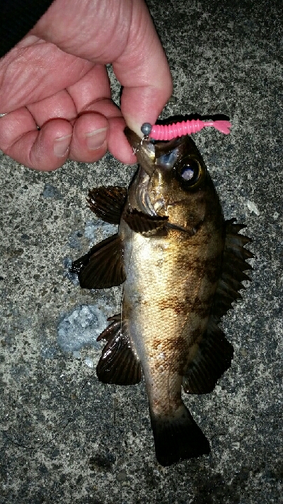 まだまだいるね