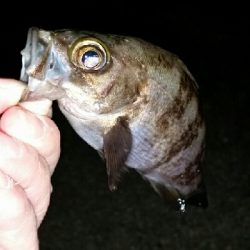 ショートバイト