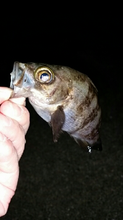 ショートバイト