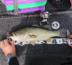 南湖 ボート釣行