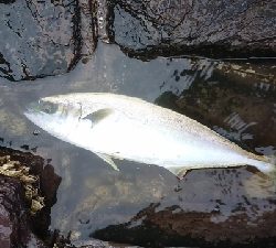 地磯釣行！ヒラマサ、サワラ