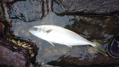 地磯釣行！ヒラマサ、サワラ