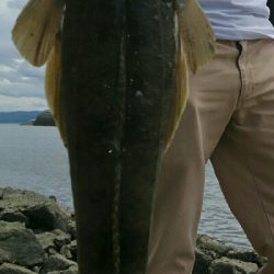 釣り友コラボで全員安打！マゴチ三本、シーバス1本釣果。