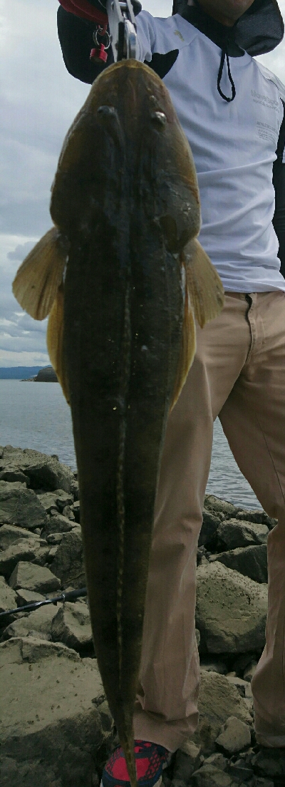 釣り友コラボで全員安打！マゴチ三本、シーバ…