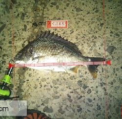 際釣り2mと限られたスペースでキビレ