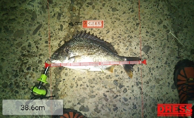 際釣り2mと限られたスペースでキビレ