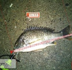 嵐の後は釣れるが釣り難い