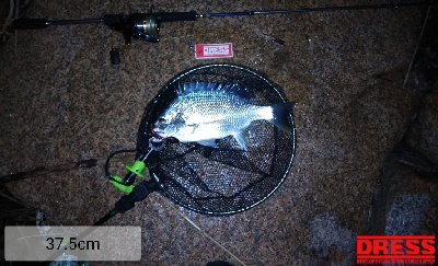 チニング遂にキター