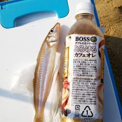 久しぶりキス釣り