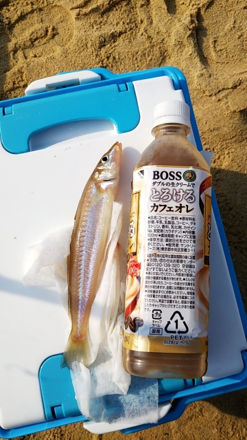 久しぶりキス釣り