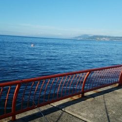 ツバスゲット♪