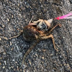 播磨オクトパッシング