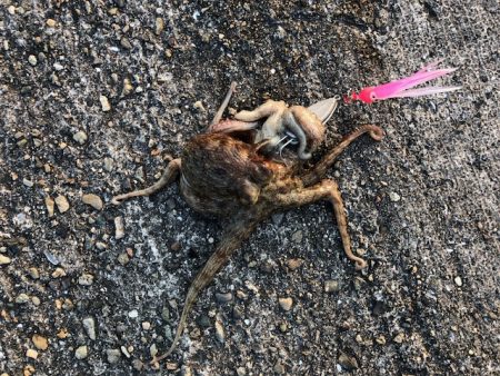 播磨オクトパッシング