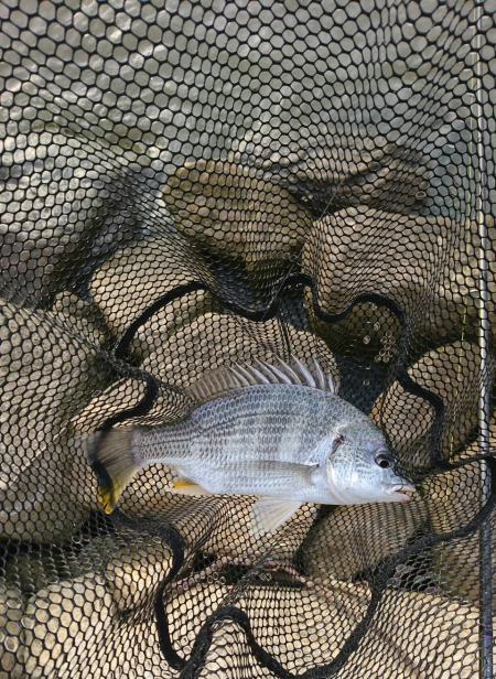 急流＋どちゃにごり