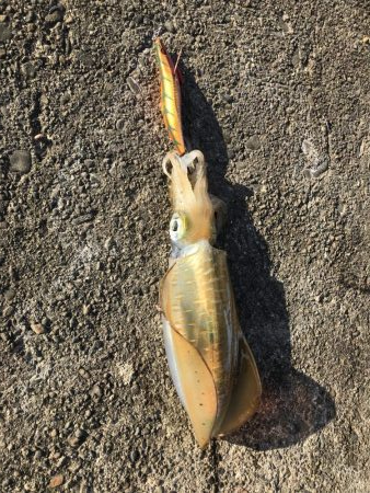 青物の代わりに