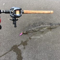 先週に続き今週も