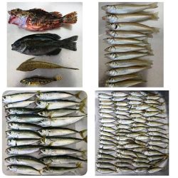 【青物調査】IN若松