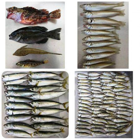 【青物調査】IN若松