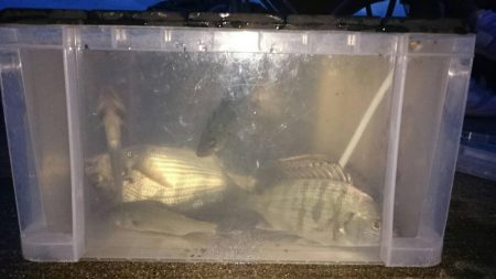 ハゼ釣りでクロダイ釣れた