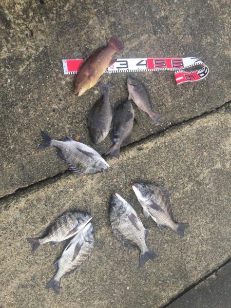 黒鯛、メジナ好調！カンダイ、メナダも！