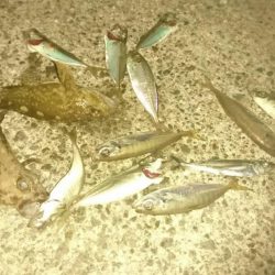 アジングサビキ