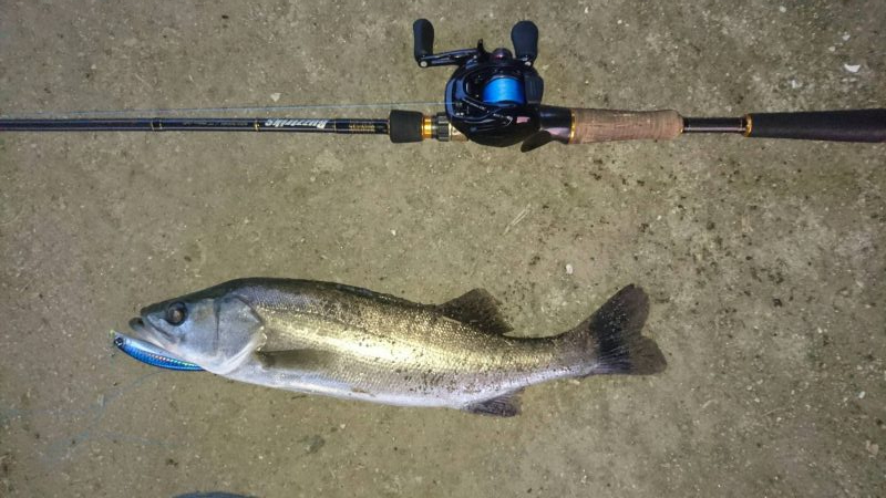 釣れ始めました