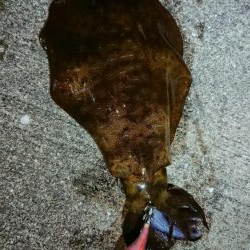 夏イカいました