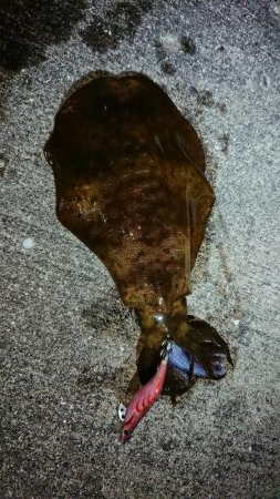 夏イカいました