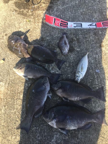 今週もメジナが絶好調！