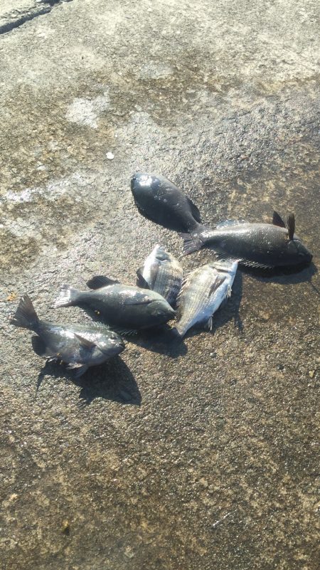 小型チヌ２尾ゲット！変わらず口太は絶好調！…