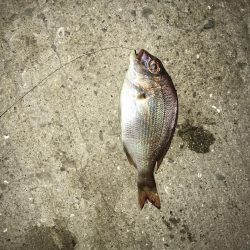 投げ釣りでたこ笑笑