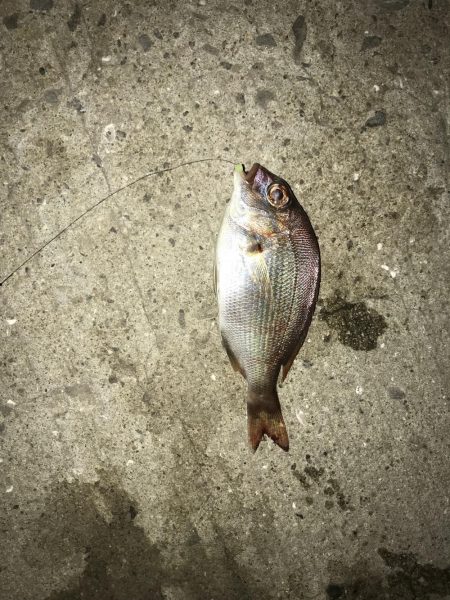 投げ釣りでたこ笑笑