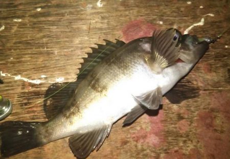 まだまだメバル♪