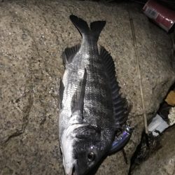 シーバス、チヌ