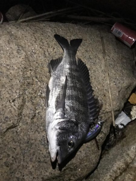 シーバス、チヌ