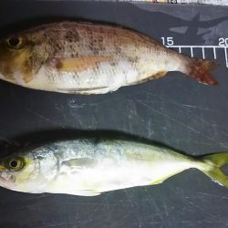 いろいろ釣れました